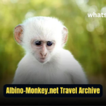 albino-monkey.net travel archives