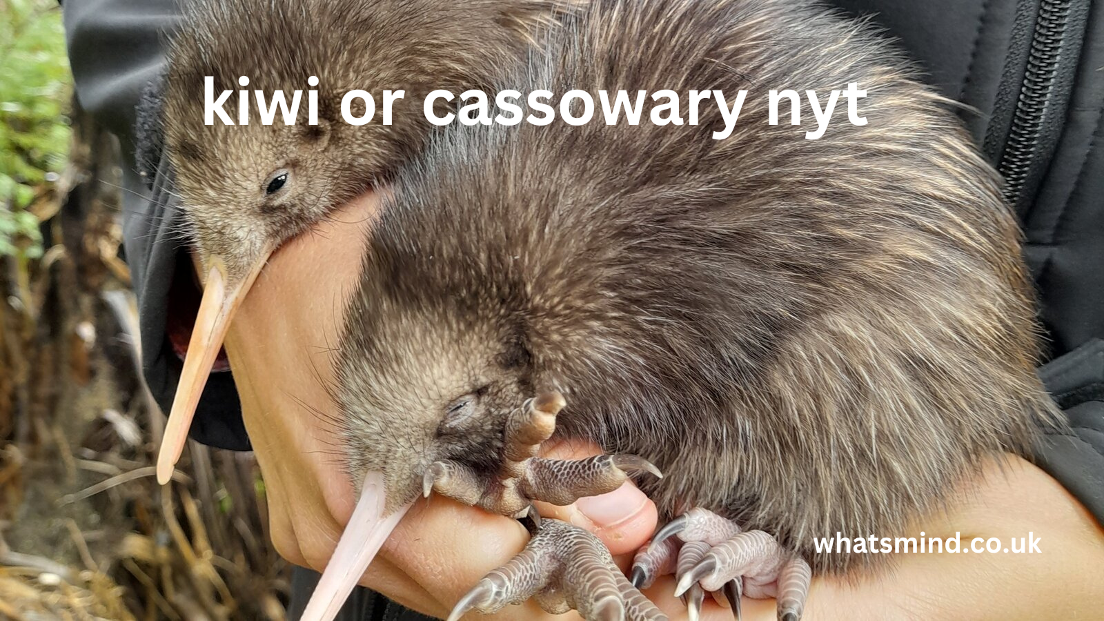 kiwi or cassowary nyt