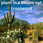 plant in a bloom nyt crossword