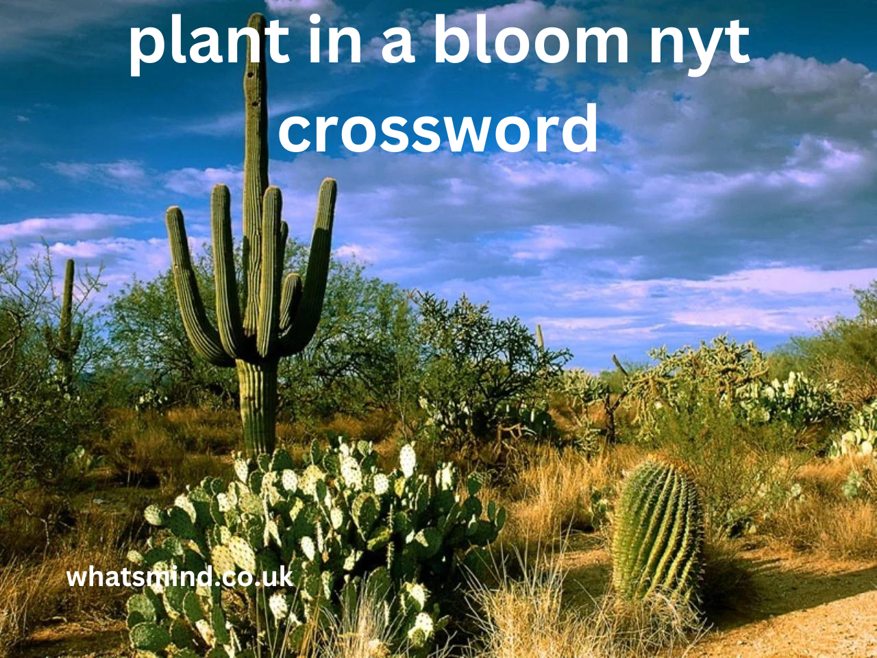 plant in a bloom nyt crossword