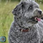 Best Dog Tracker for Remote Areas in 2024: Aorkuler Ability Tests