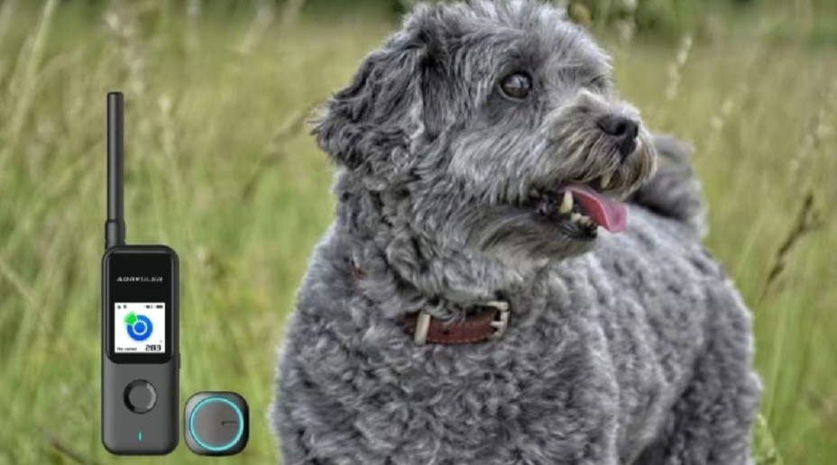 Best Dog Tracker for Remote Areas in 2024: Aorkuler Ability Tests