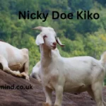 Nicky Doe Kiko