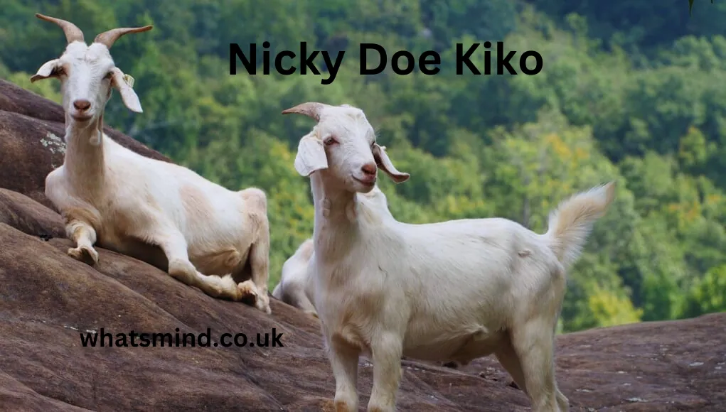 Nicky Doe Kiko